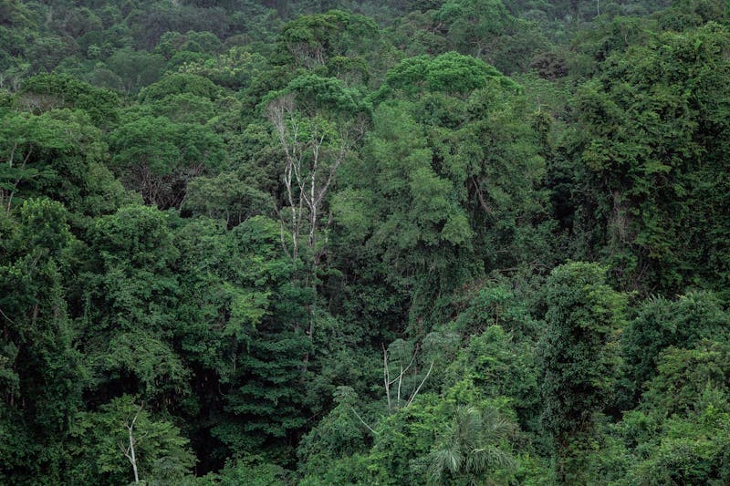 Carbon sequestration monitoring  -  forest, soil, and subsurface storage